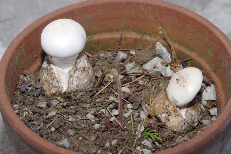 Amanita coltivate.