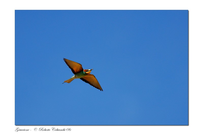 Gruccioni - Merops apiaster