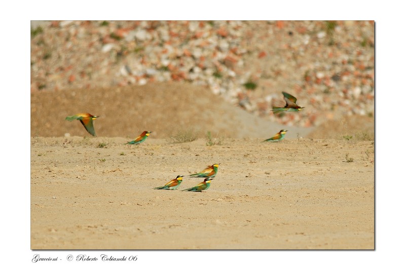 Gruccioni - Merops apiaster