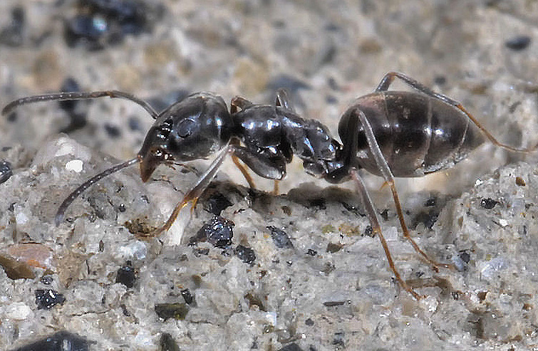 Formichine e mosca