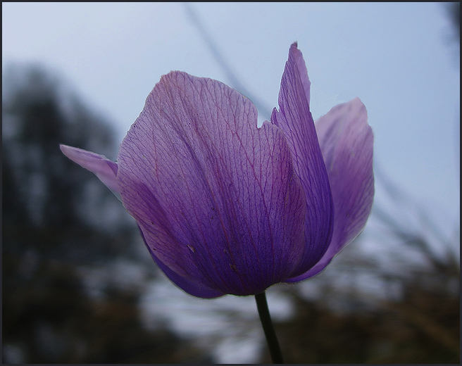 Fiori di primavera