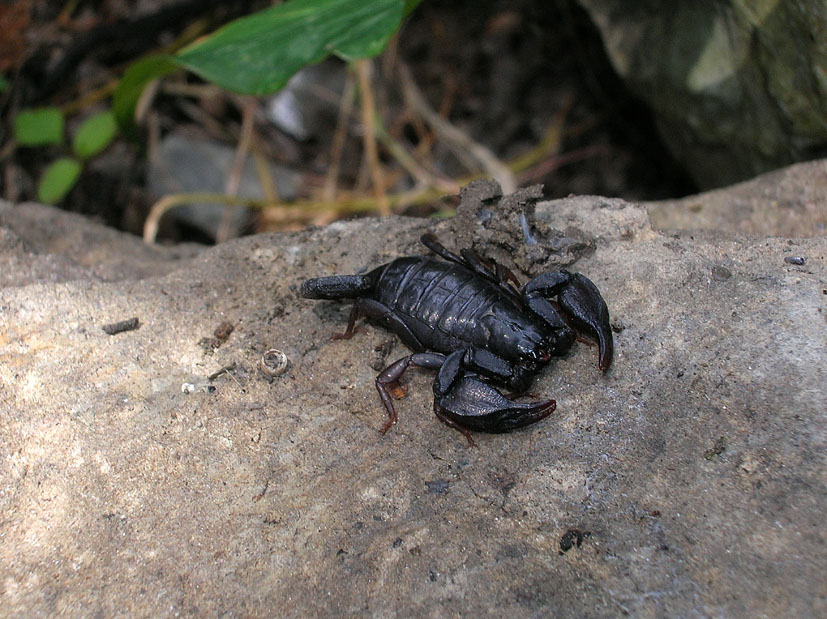 Euscorpius spp