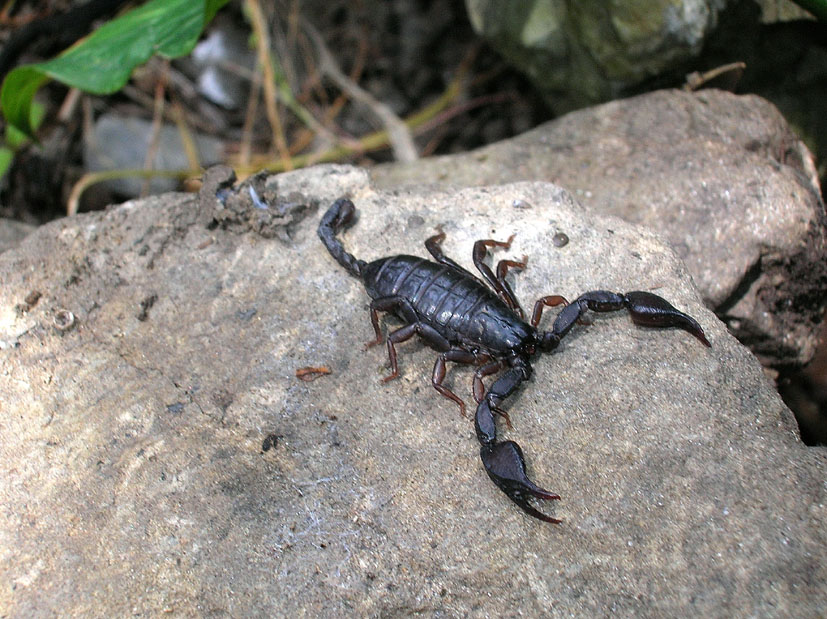 Euscorpius spp