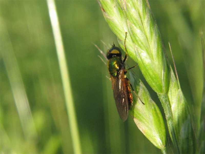 Chloromyia formosa