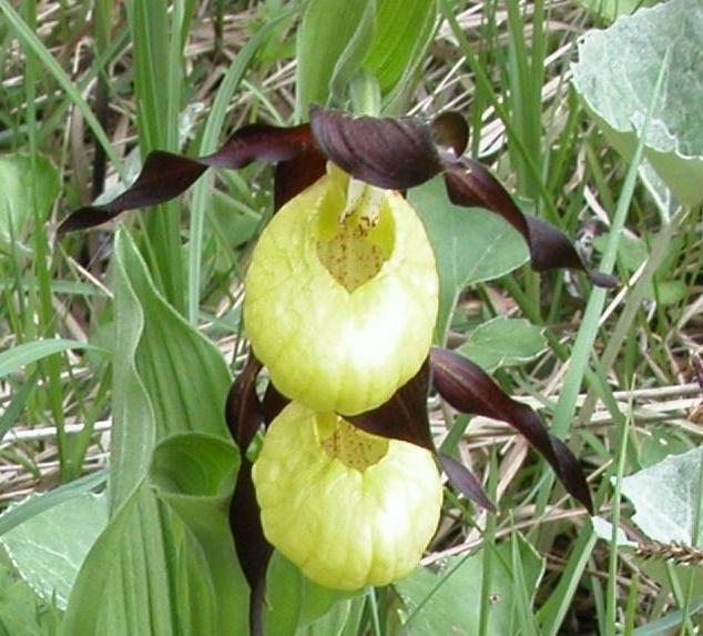 Cypripedium calceolus : La Regina delle orchidee spontanee