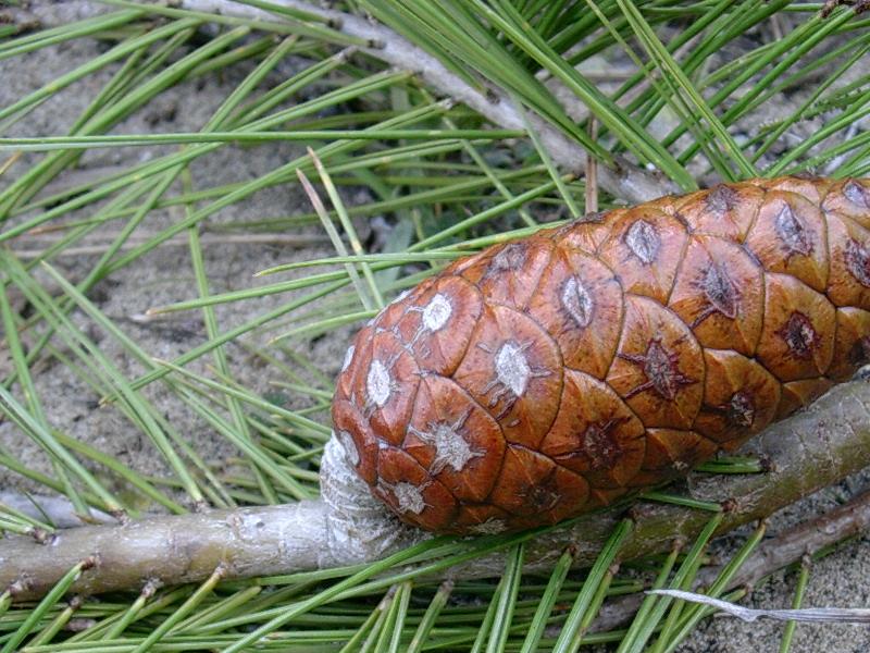 pigna di Pinus halepensis