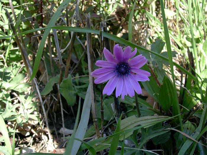 Anemone hortensis, Ranunculus ficaria, Viola odorata?