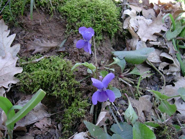 Anemone hortensis, Ranunculus ficaria, Viola odorata?