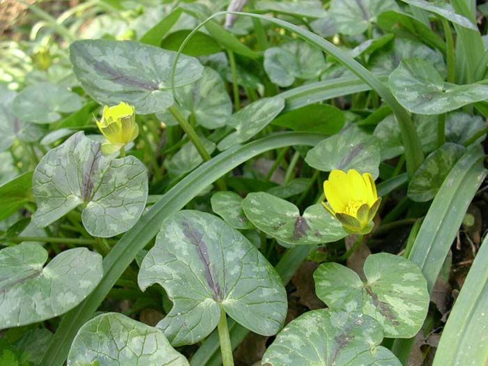 Anemone hortensis, Ranunculus ficaria, Viola odorata?