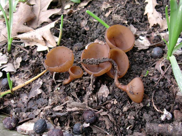 Dumontinia tuberosa e Polyporus brumalis