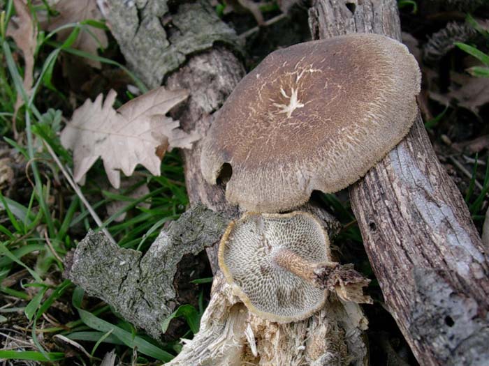 Dumontinia tuberosa e Polyporus brumalis