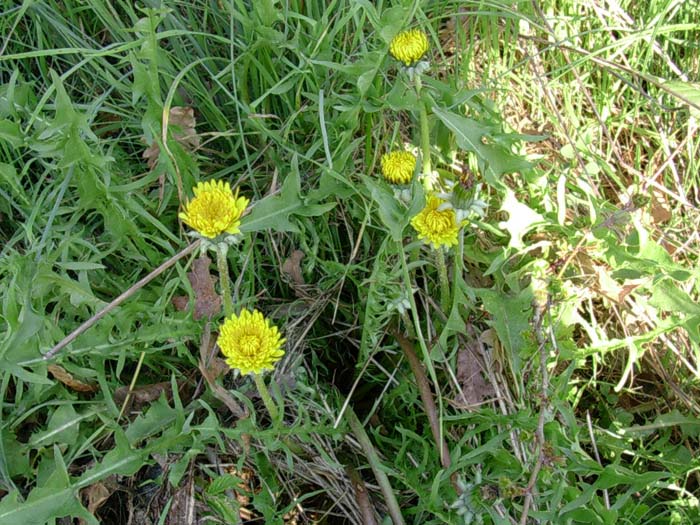 Cerinthe major e Taraxacum sp.