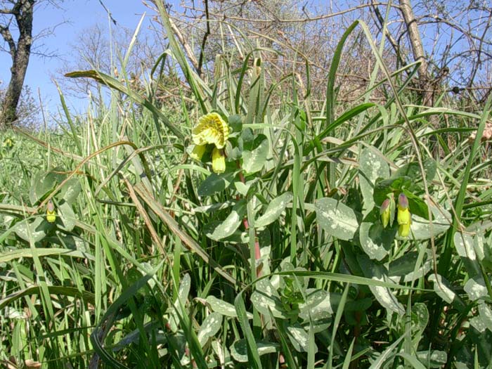 Cerinthe major e Taraxacum sp.