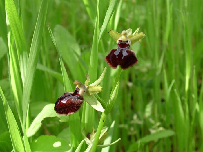 Malva multiflora (=Lavatera cretica) & Ophrys garganica
