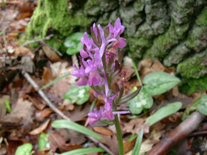 Dactylorhiza romana, Cephalanthera longifolia