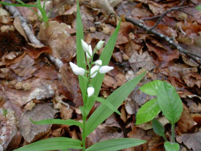 Dactylorhiza romana, Cephalanthera longifolia