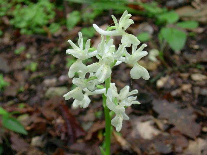 Dactylorhiza romana, Cephalanthera longifolia