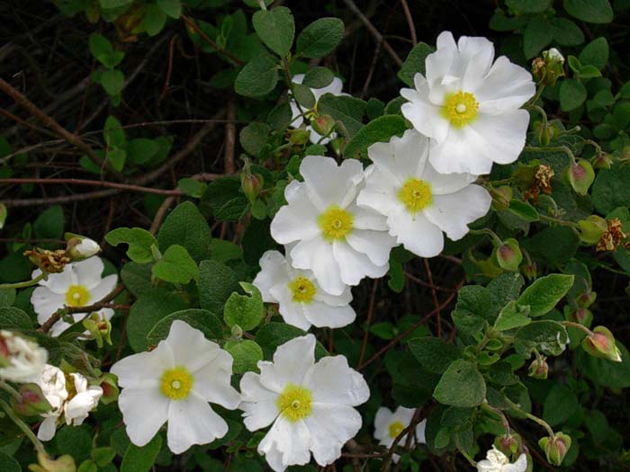 Cynoglossum creticum e altre piante