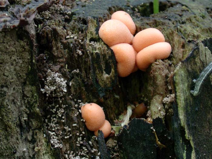 Lycogala epidendrum