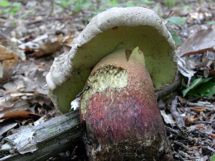 Boletus calopus Allumiere 13.05.06 sotto latifoglia