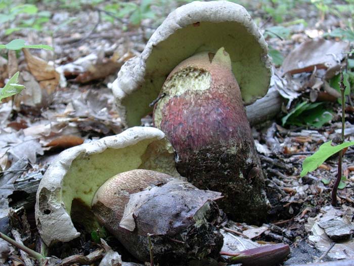 Boletus calopus Allumiere 13.05.06 sotto latifoglia