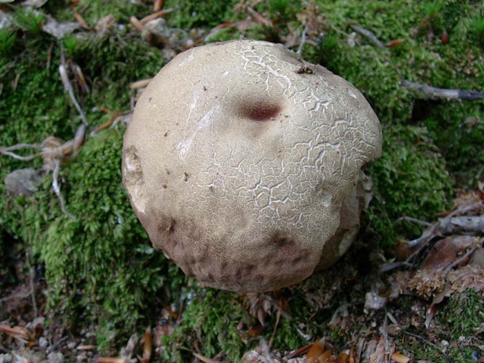 Boletus aestivalis 23.05.06