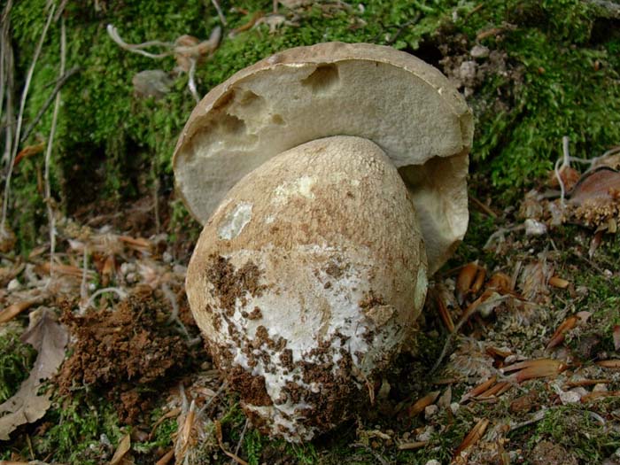 Boletus aestivalis 23.05.06