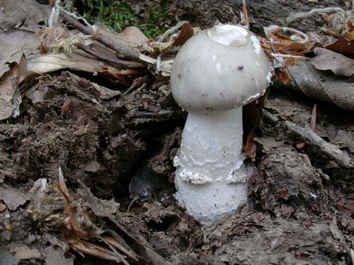 Amanita spissa ?? sotto latifoglia 23.05.06