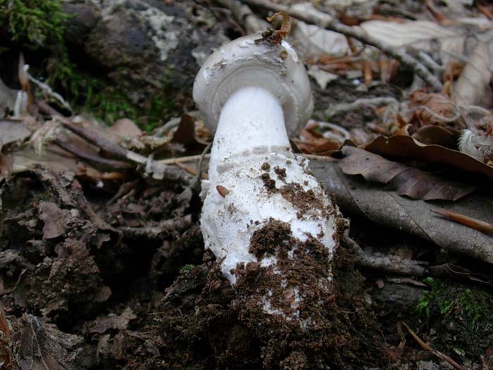 Amanita spissa ?? sotto latifoglia 23.05.06