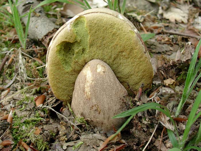 Boletus aestivalis 23.05.06