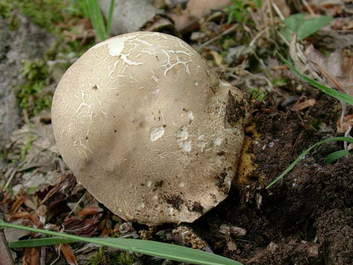 Boletus aestivalis 23.05.06