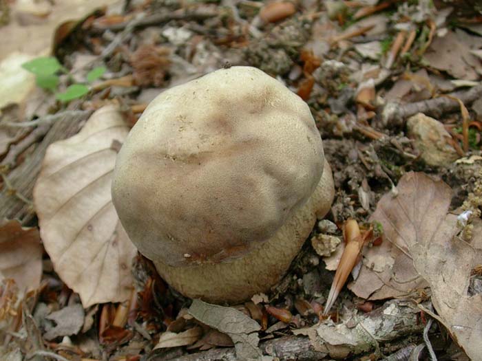 Boletus aestivalis 23.05.06