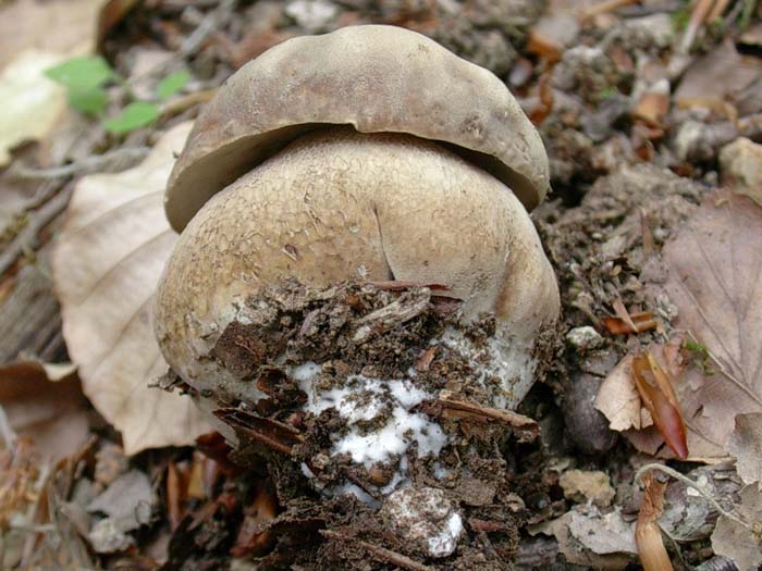 Boletus aestivalis 23.05.06