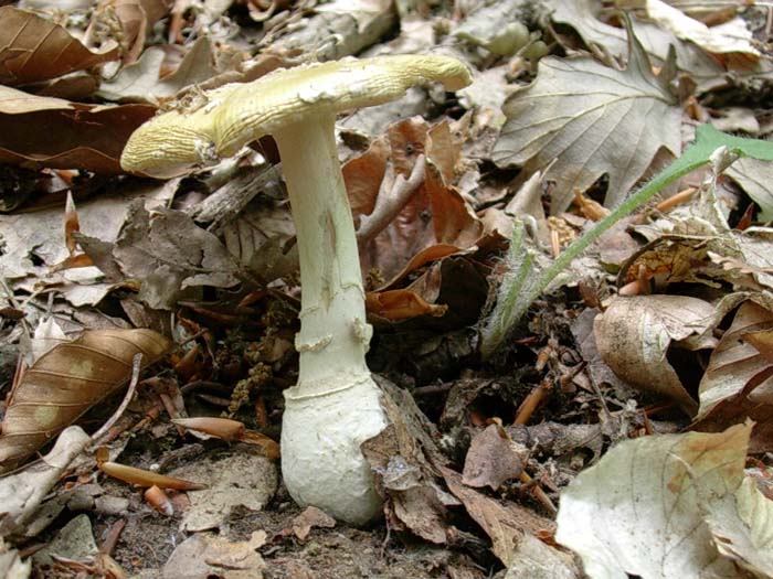 Amanita da determinare sotto latifoglia 23.05.06