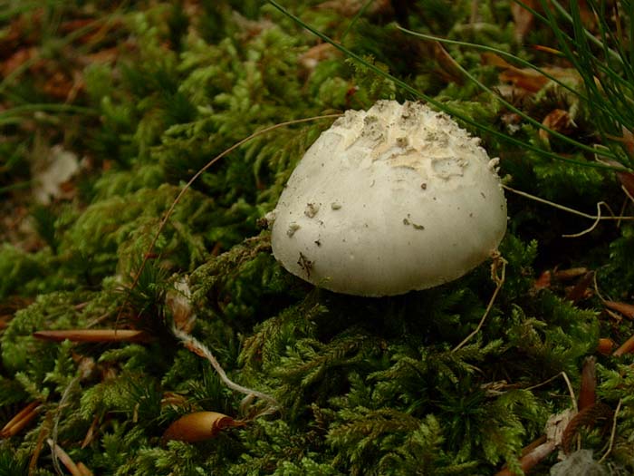 Amanita spissa 30.05.06