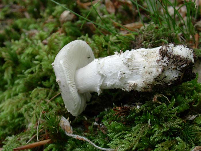 Amanita spissa 30.05.06