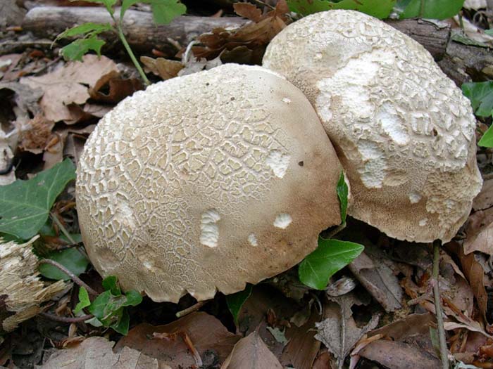 Boletus aestivalis 30.05.06