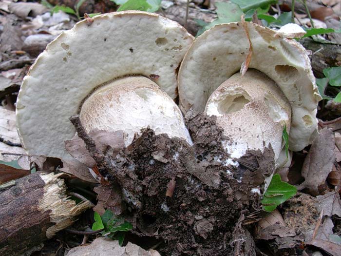 Boletus aestivalis 30.05.06