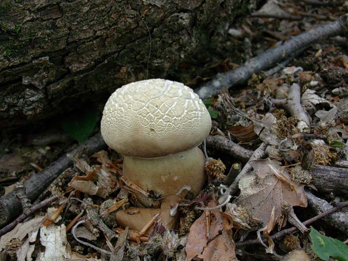 Boletus aestivalis 30.05.06