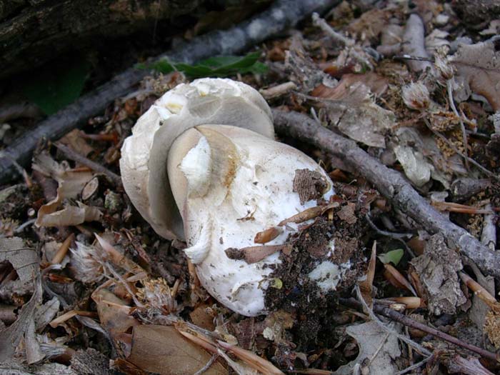 Boletus aestivalis 30.05.06