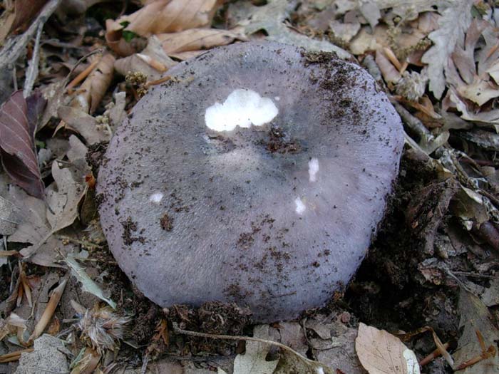 Russula cyanoxantha 30.05.06