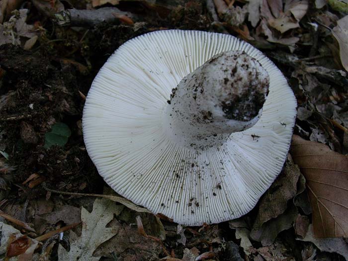 Russula cyanoxantha 30.05.06