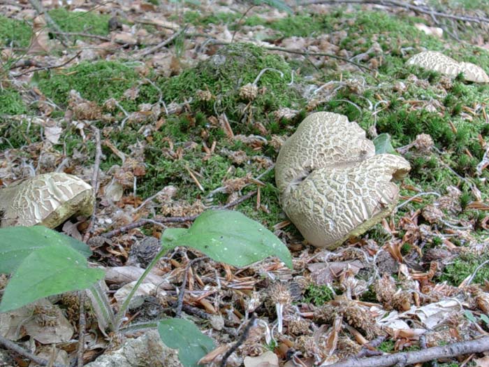 Boletus calopus 30.05.06