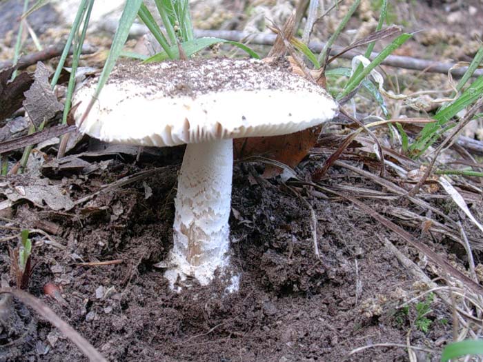 Amanita junquillea ? 30.05.06