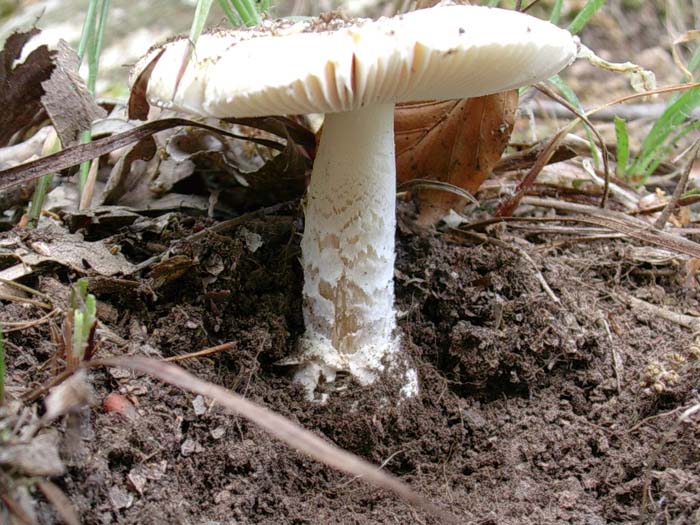 Amanita junquillea ? 30.05.06