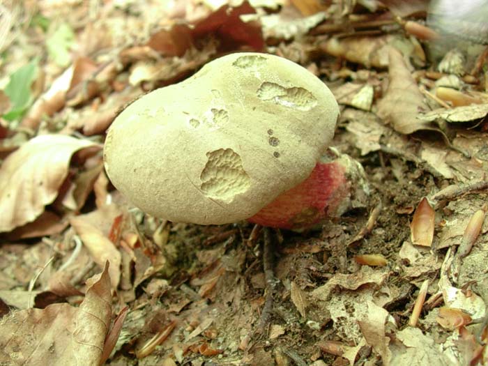 Boletus calopus 30.05.06