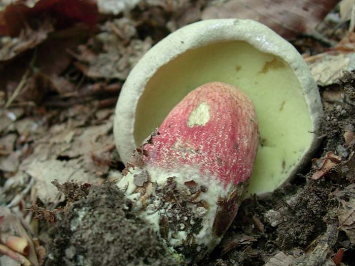 Boletus calopus 30.05.06