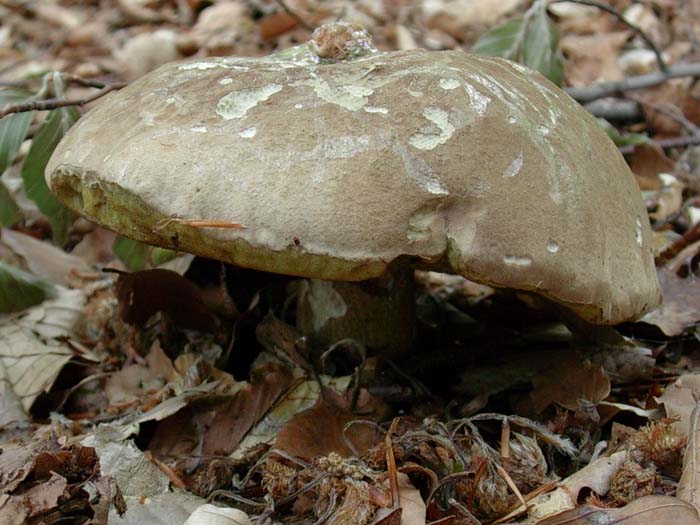 Boletus calopus 02.06.06