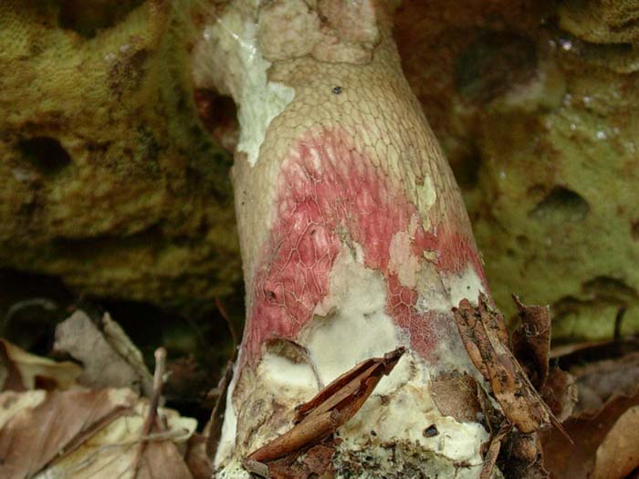 Boletus calopus 02.06.06