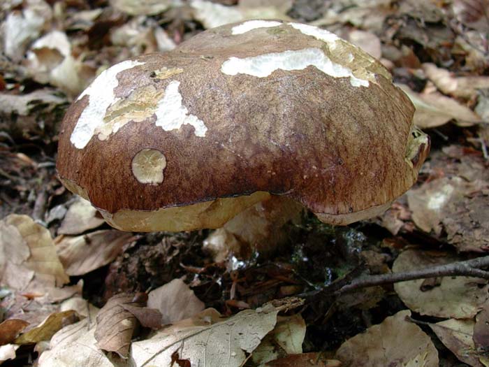 Boletus aestivalis 02.06.06